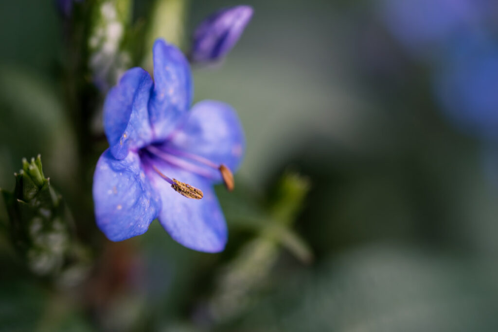 Hongkong Flower