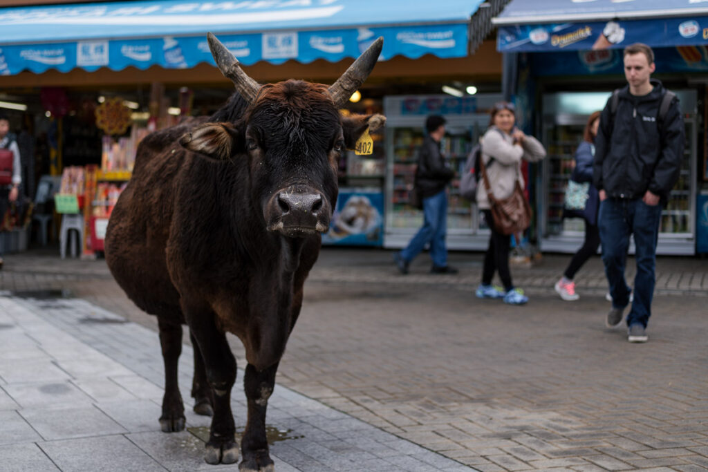 Buffalo in Hongkong