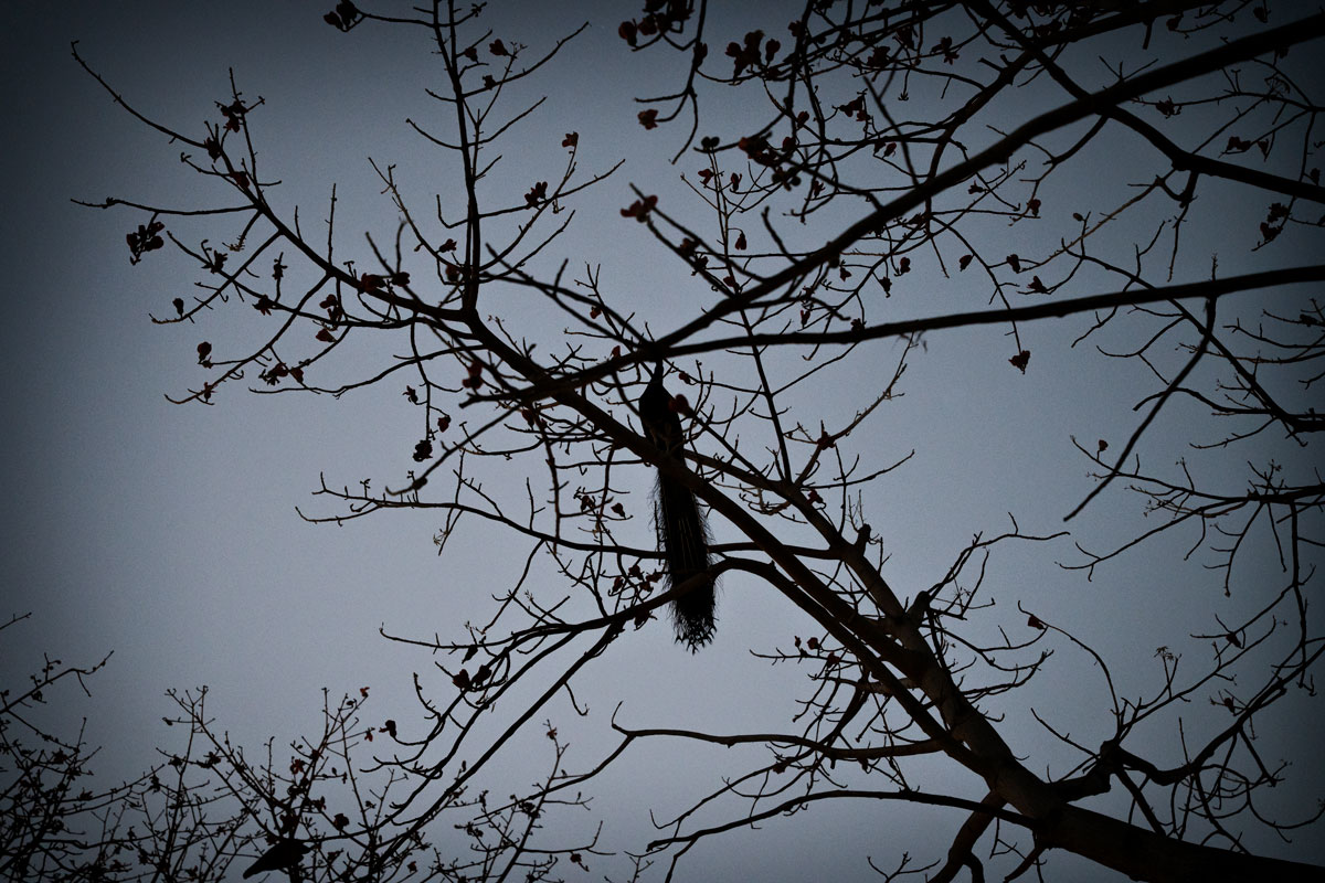 Peacocks in Indian Trees