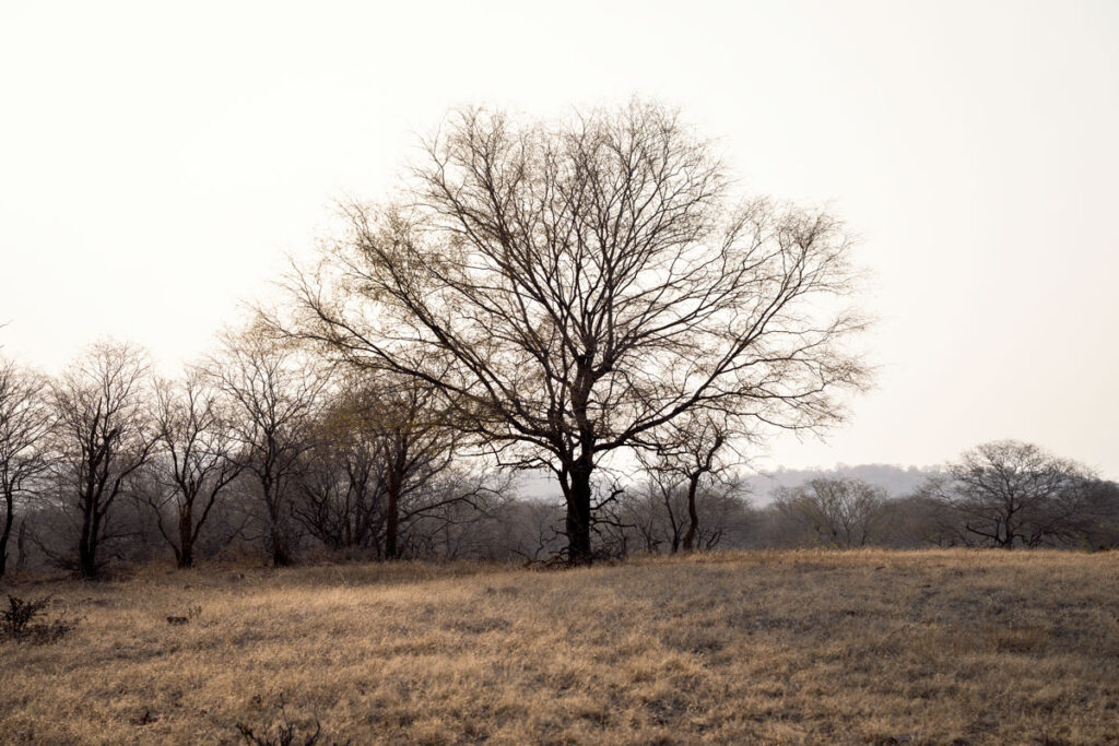 Ranthambhore-Nationalpark
