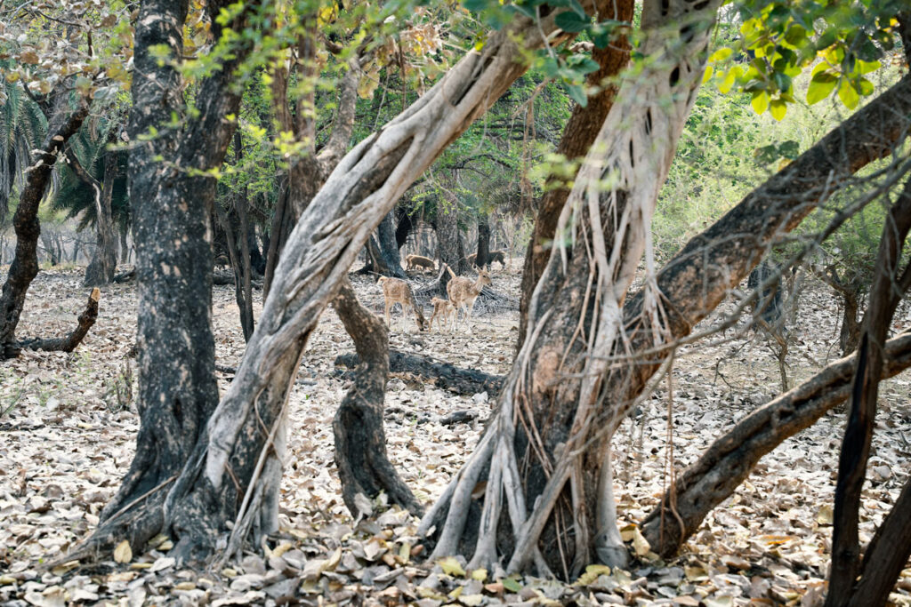 Ranthambhore-Nationalpark