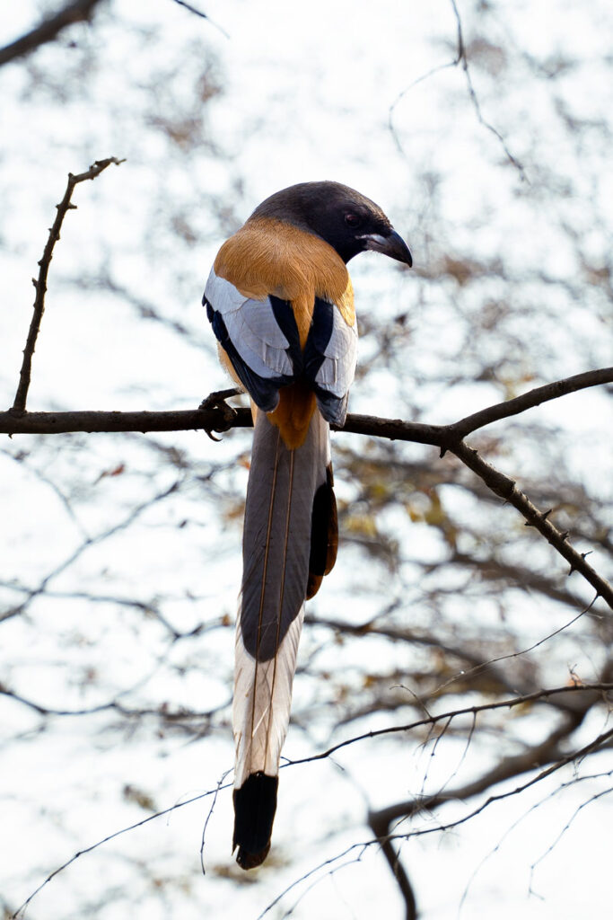Ranthambhore-Nationalpark