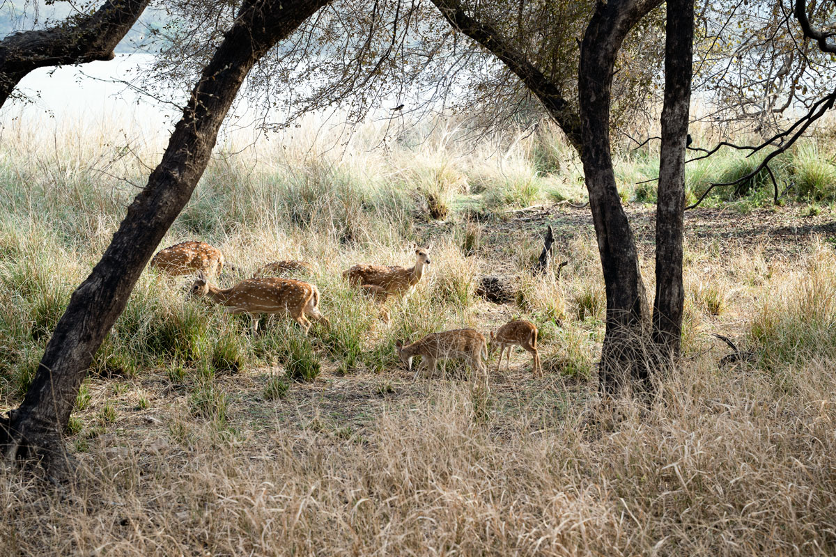 Ranthambhore-Nationalpark