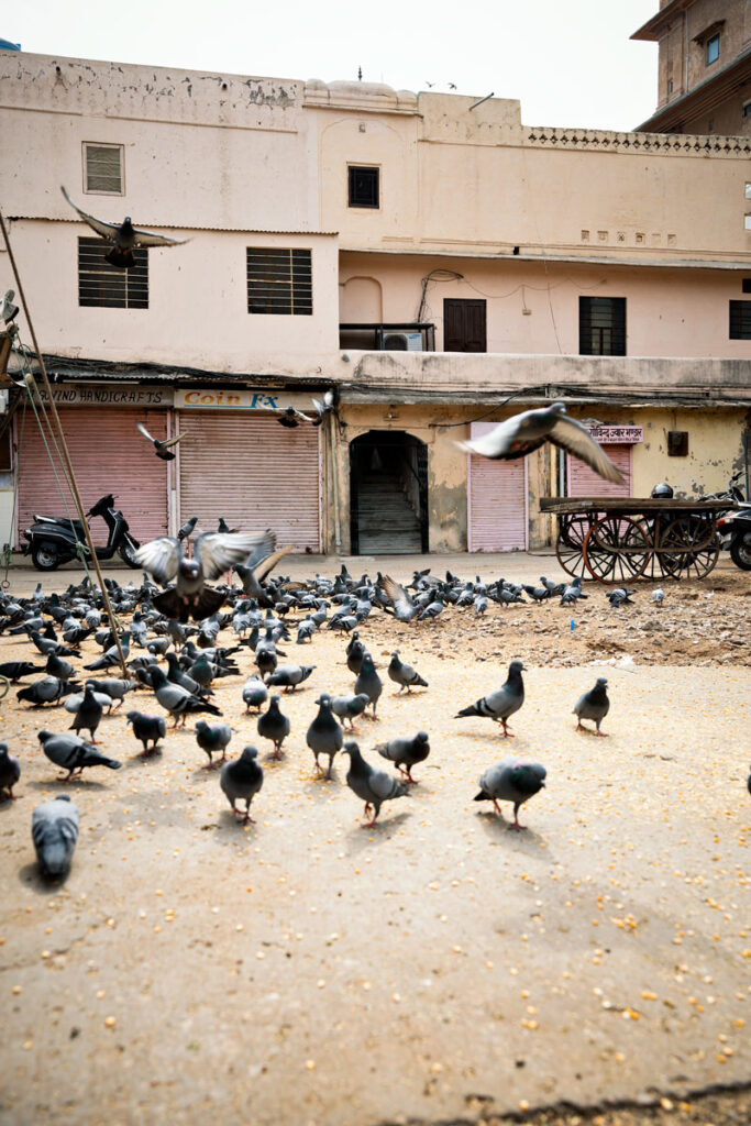 Pigeons in Jaipur