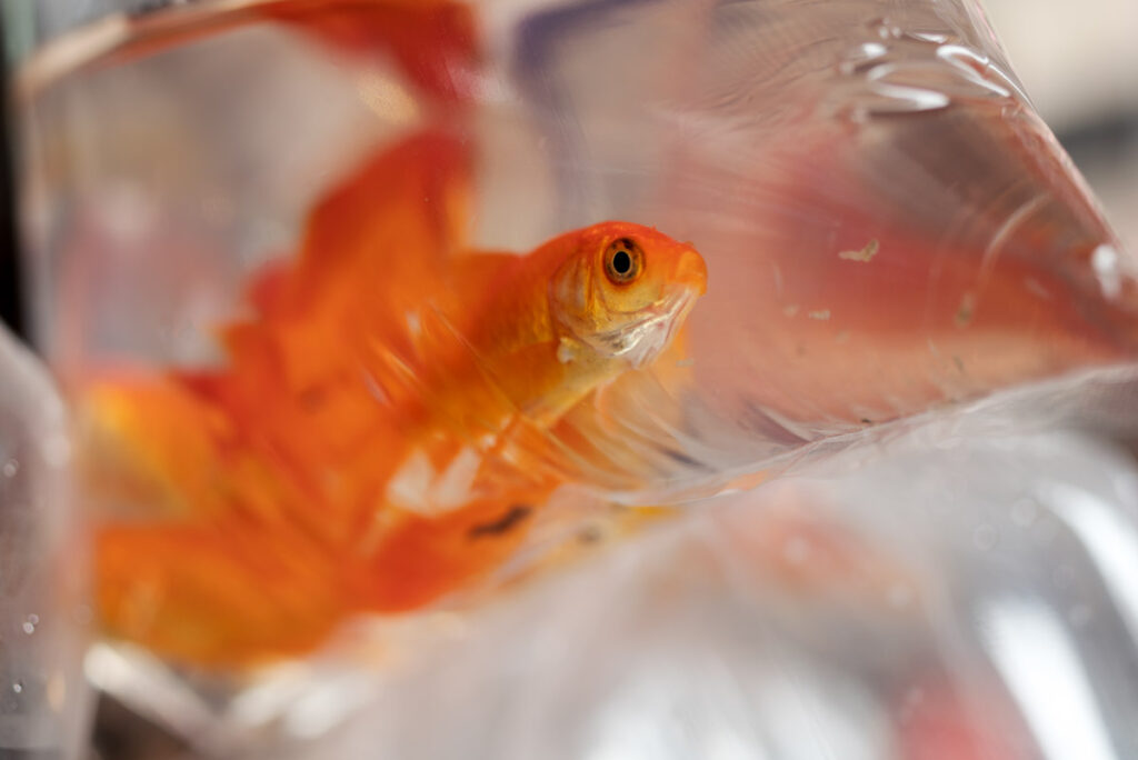 Goldfish-Bag