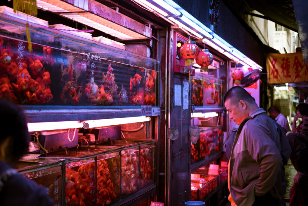 Goldfish-Shop