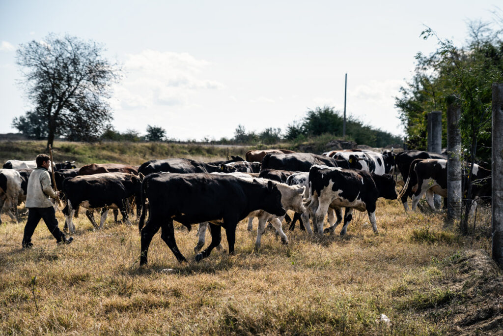 Cows in Moldova