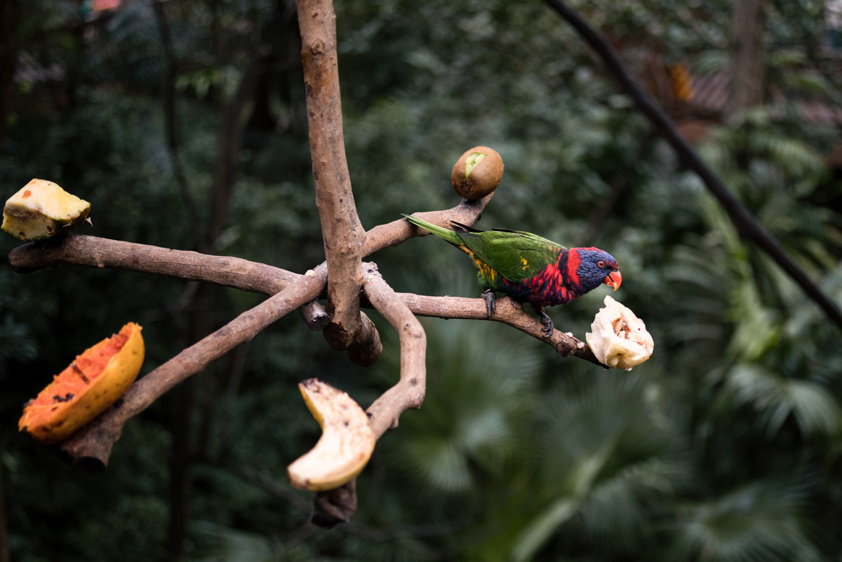Parrot in Hongkong