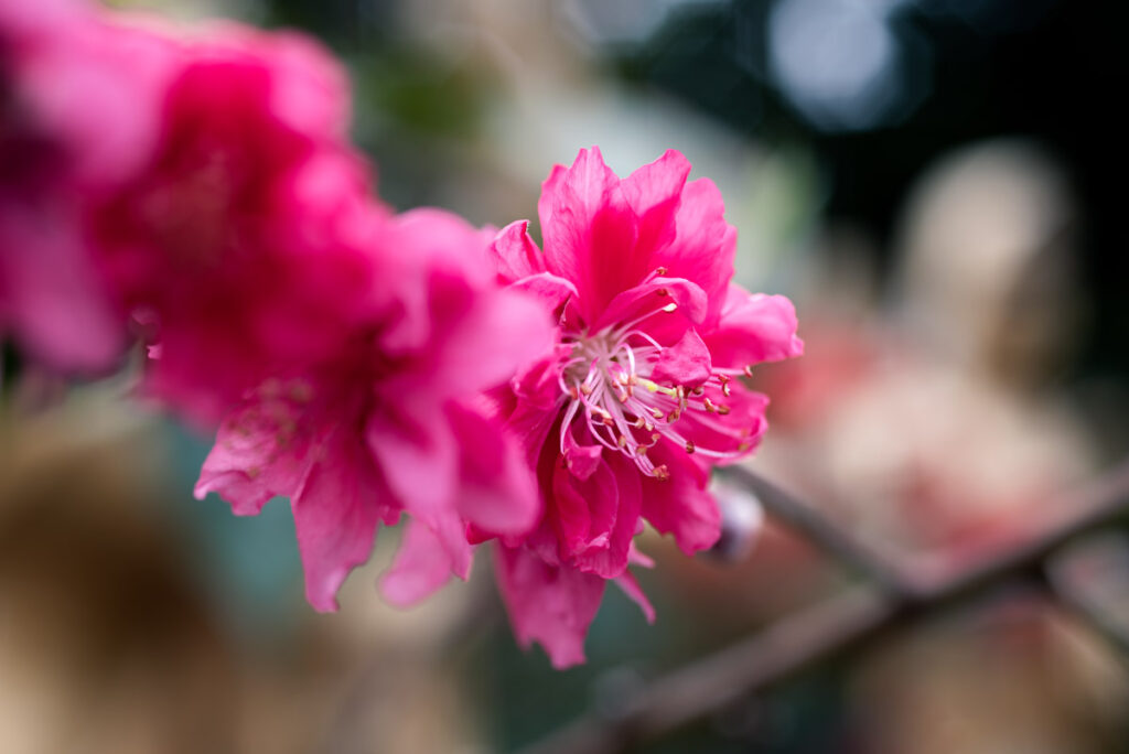 Hongkong Flower