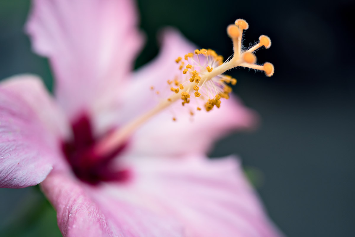 Hongkong Flower
