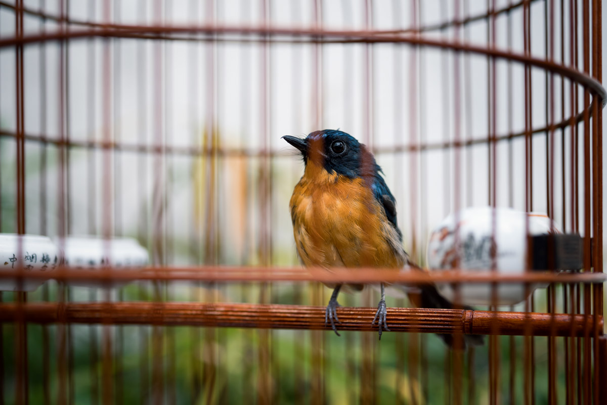 Singing Bird in Hongkong