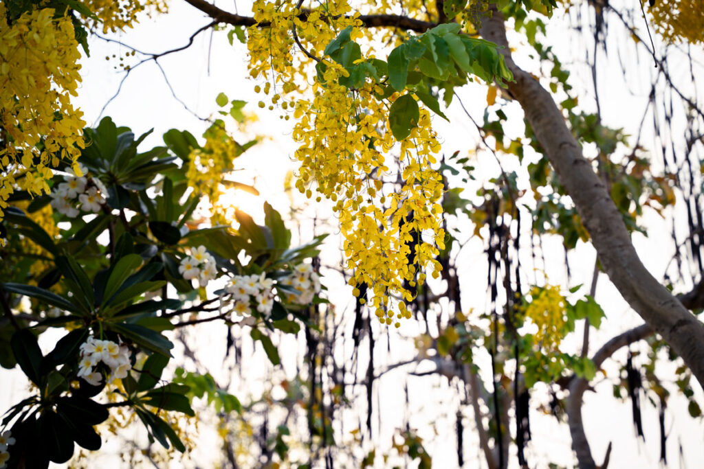 Yellow Blossoms in Tak