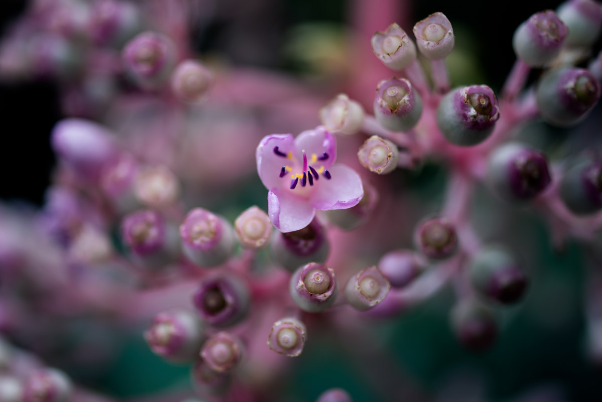 Dreamy Flowers