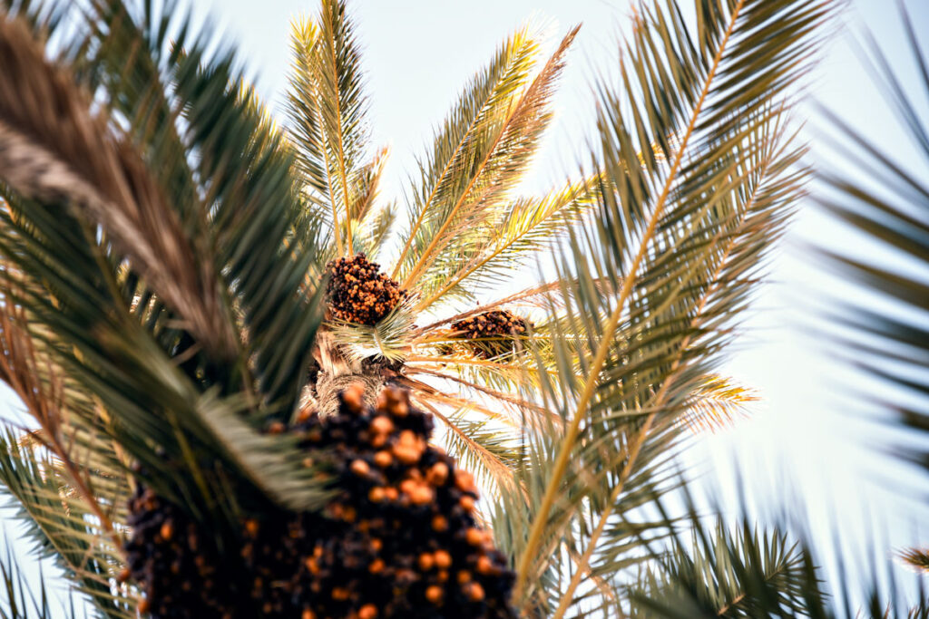 Date Palm