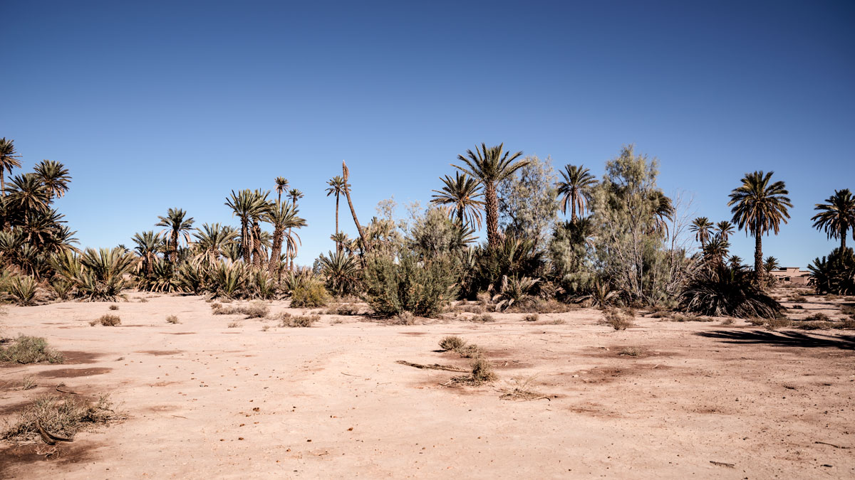 Date Palms