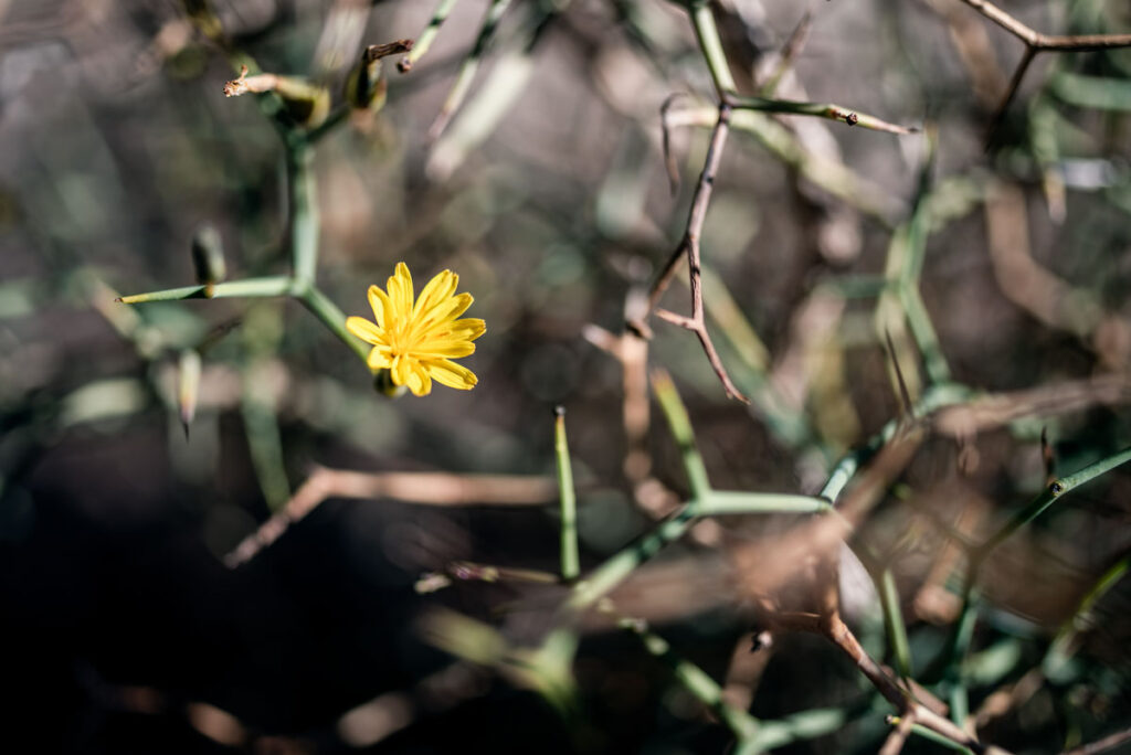 Moroccan Flower