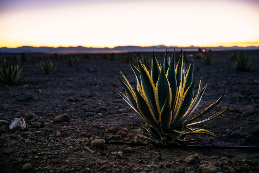 Moroccan Aloe Vera