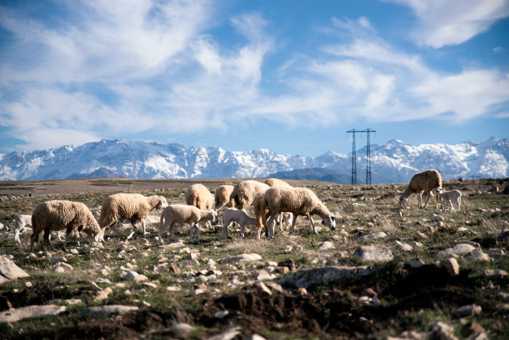 Sheeps in Atlas Mountains