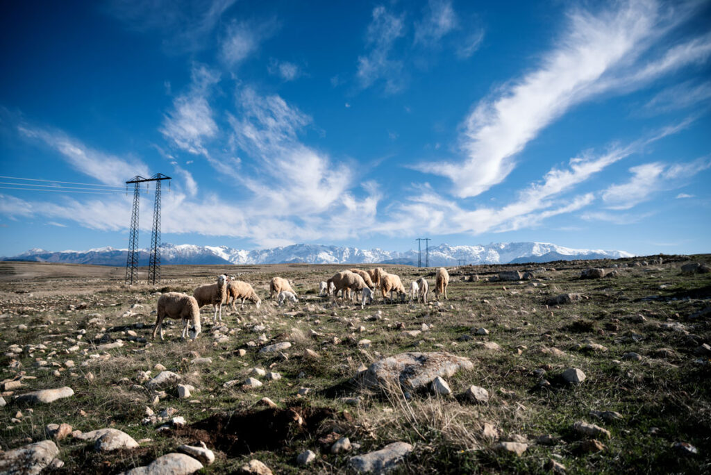 Sheeps in Atlas Mountains