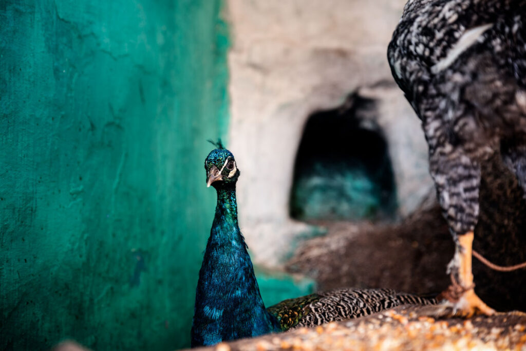 Peacock in Rabat
