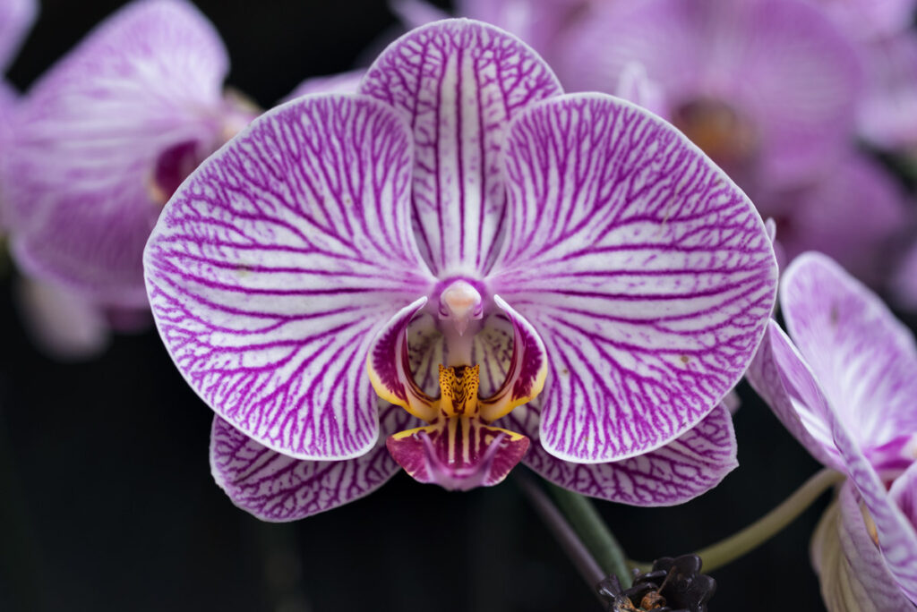 Pink Orchid